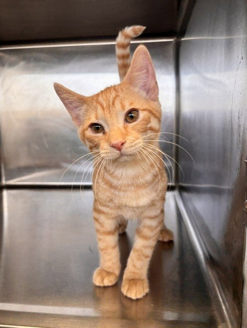 picture of the cat needing adoption