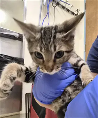 Ranch - Domestic Short Hair
