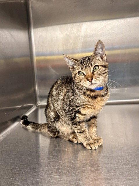 picture of the cat needing adoption