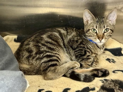 RANCH, a cat for adoption from Fremont (Tricity) Animal Shelter