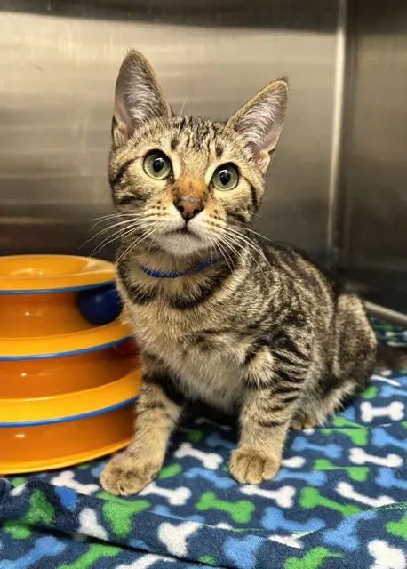 Ranch - Domestic Short Hair