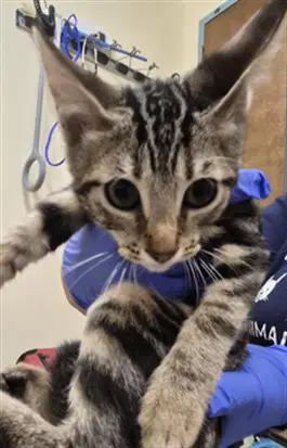 Mustard - Domestic Short Hair