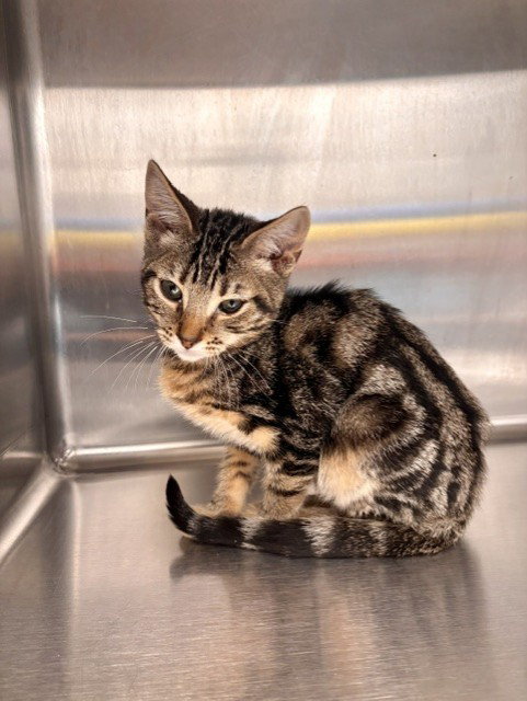 picture of the cat needing adoption