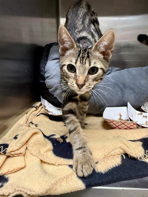 MUSTARD, a cat for adoption from Fremont (Tricity) Animal Shelter