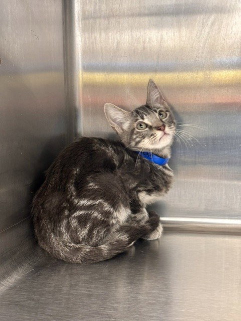 picture of the cat needing adoption
