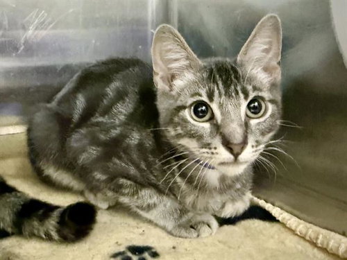 KETCHUP, a cat for adoption from Fremont (Tricity) Animal Shelter