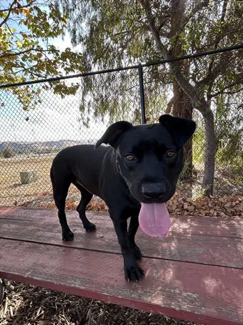 Unknown - Pit Bull Terrier