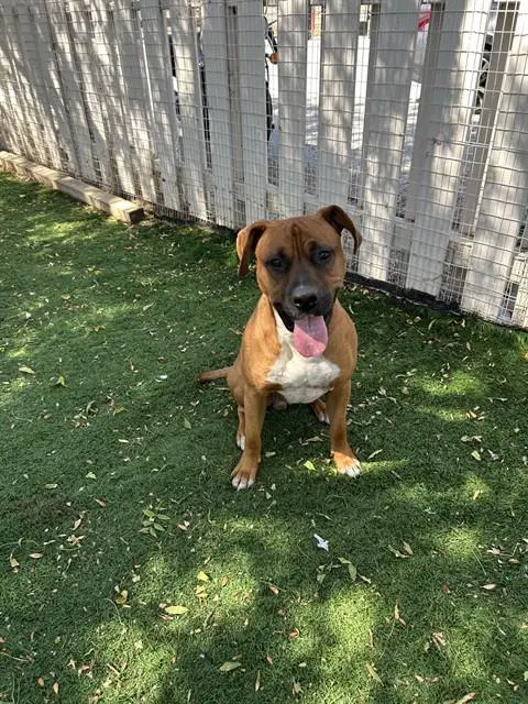 Unknown - Boxer