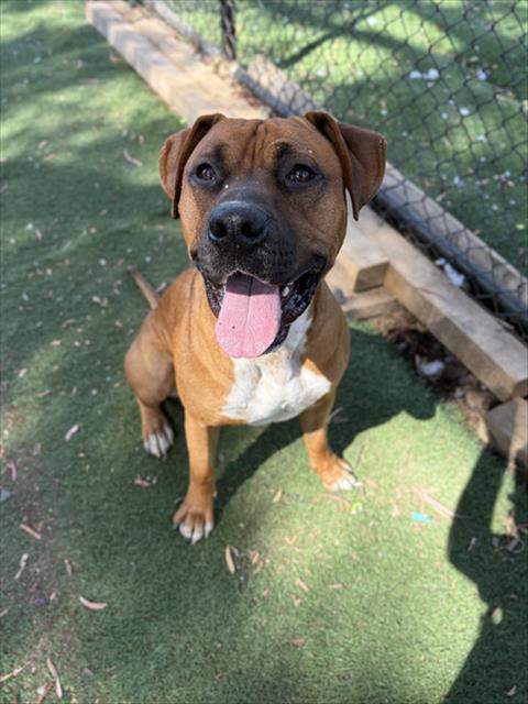 *PJ, a dog for adoption from Fremont (Tricity) Animal Shelter