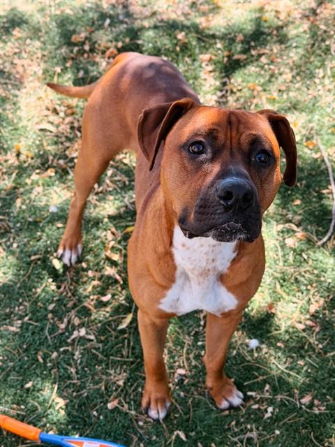 Pj, Boxer / Pit Bull Terrier / Mixed (medium coat)