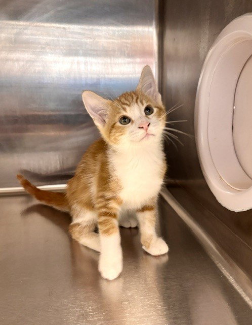 picture of the cat needing adoption