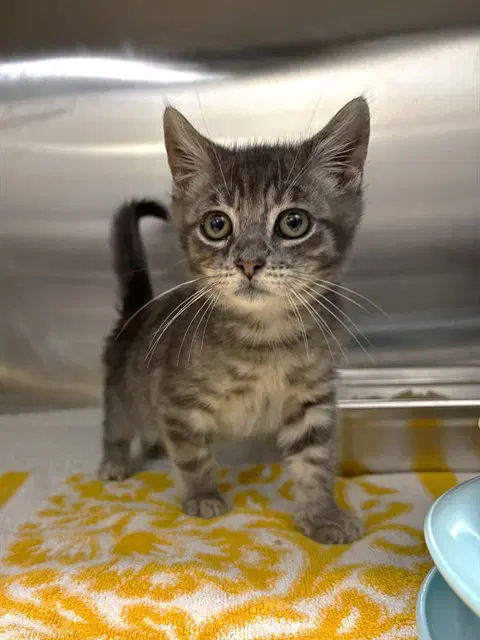 Ravioli - Domestic Medium Hair