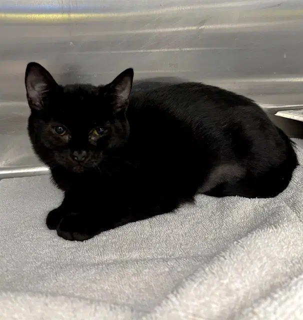 Unknown - Domestic Medium Hair