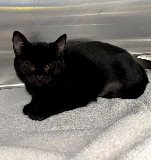SALEM, a cat for adoption from Fremont (Tricity) Animal Shelter
