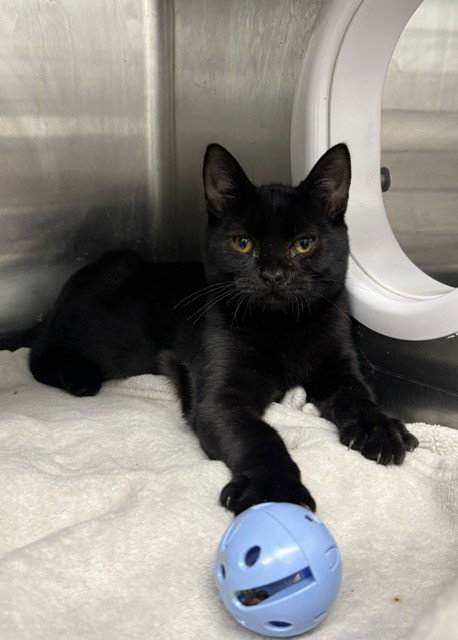 Salem, Domestic Medium Hair (medium coat)