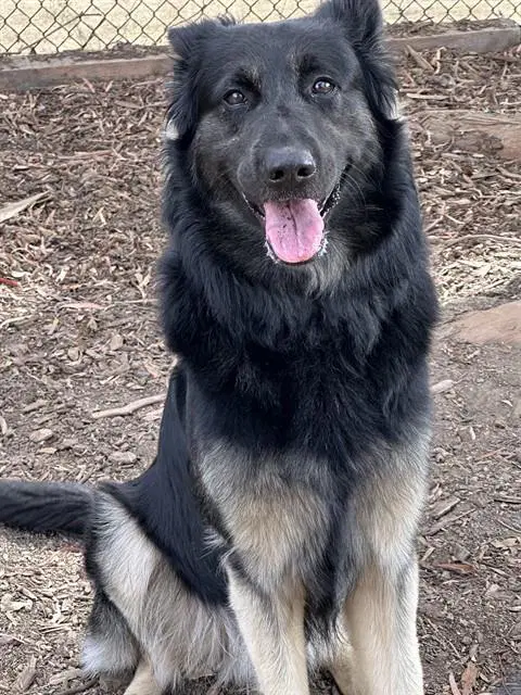 Smokey - German Shepherd Dog
