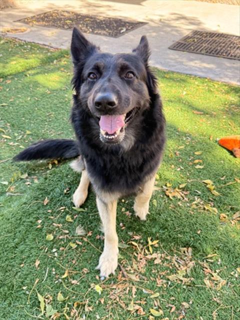 *SMOKEY*, a dog for adoption from Fremont (Tricity) Animal Shelter