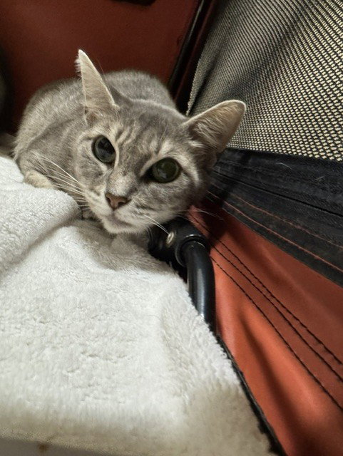 BUTTON, a cat for adoption from Fremont (Tricity) Animal Shelter