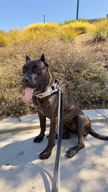 Penny - Cane Corso Mastiff