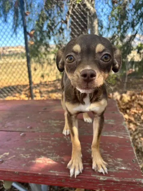 Unknown - Chihuahua