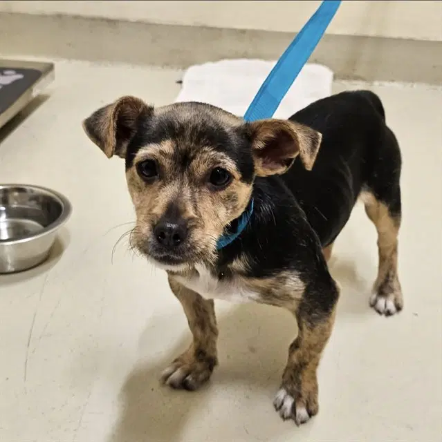 Maverick - Chihuahua