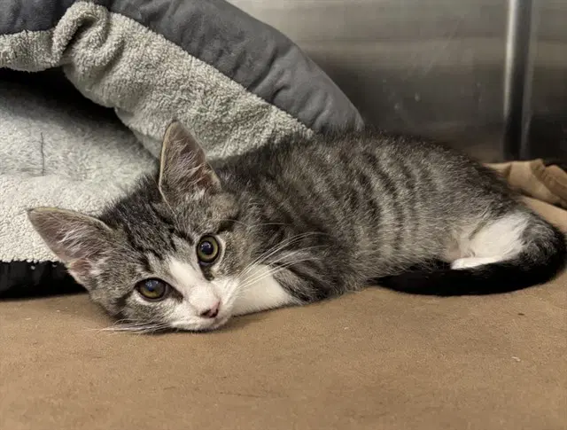 Unknown - Domestic Short Hair
