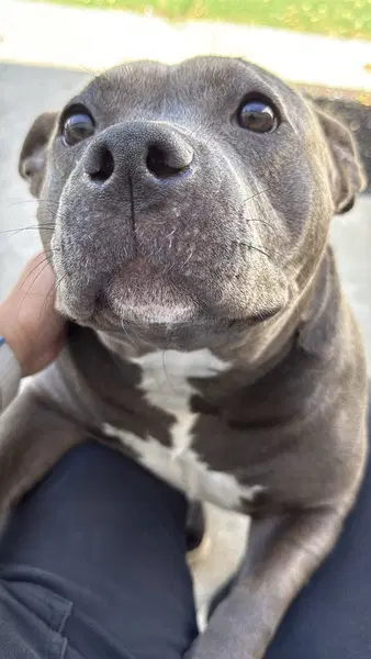 Unknown - American Staffordshire Terrier