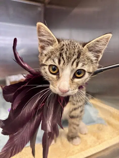 Unknown - Domestic Short Hair