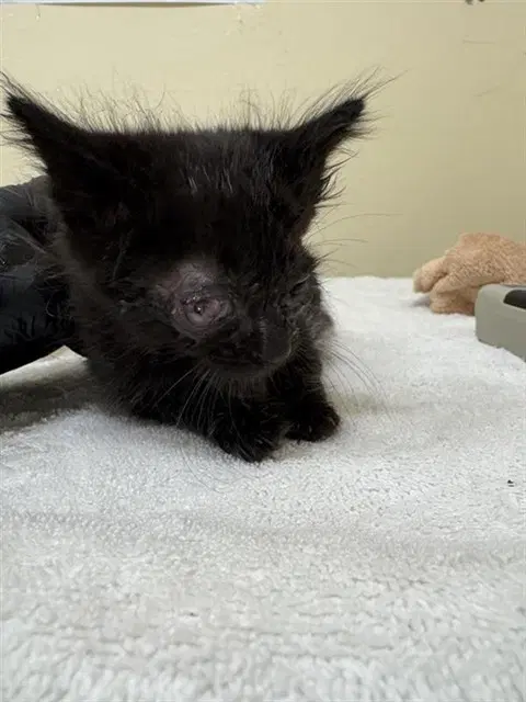 Birdie - Domestic Medium Hair