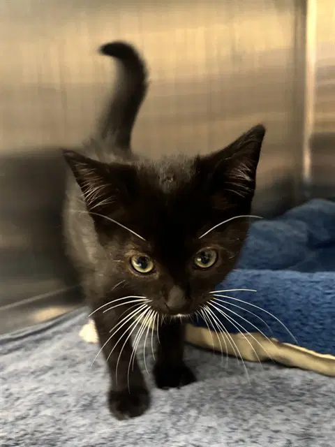 Mulligan - Domestic Medium Hair
