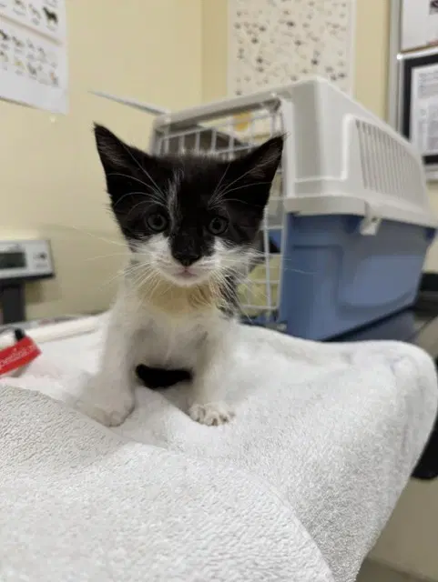 Tank - Domestic Short Hair
