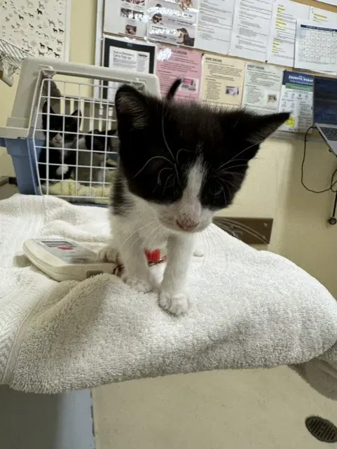 Blazer - Domestic Short Hair
