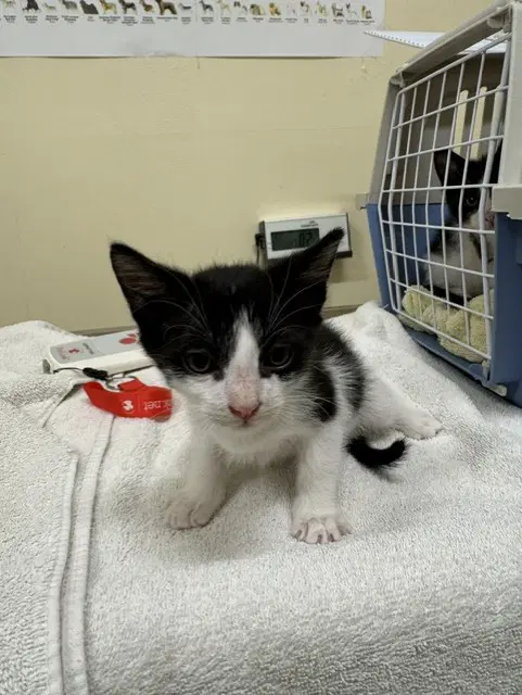 Henley - Domestic Short Hair