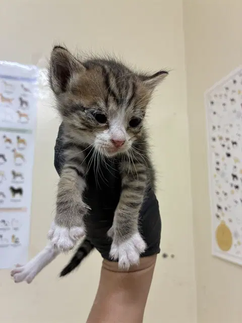 Unknown - Domestic Short Hair