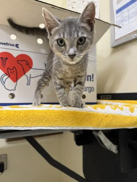 Unknown - Domestic Short Hair