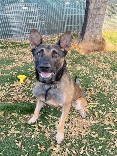 Niko - German Shepherd Dog