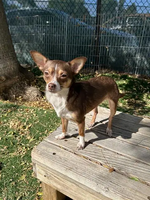 Unknown - Chihuahua