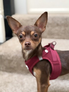 A199391, a dog for adoption from Fremont (Tricity) Animal Shelter