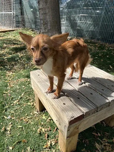 Unknown - Chihuahua
