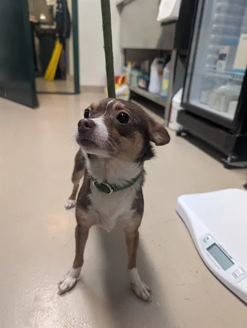 Peregrine - Chihuahua