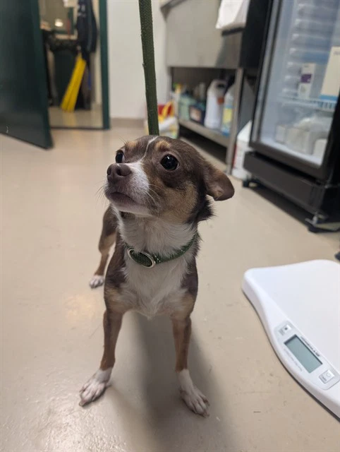 Peregrine