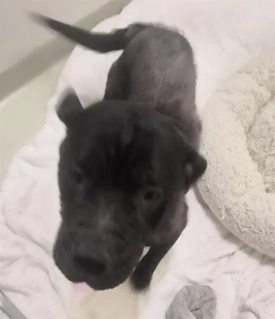 Unknown - Pit Bull Terrier