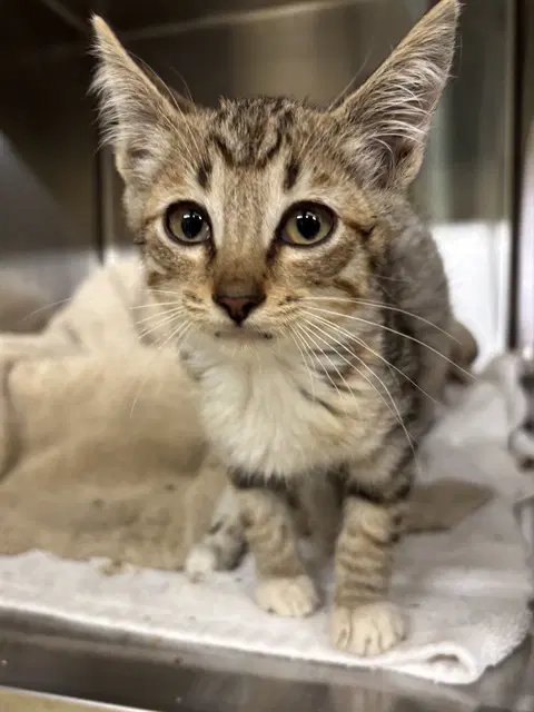 Unknown - Domestic Short Hair