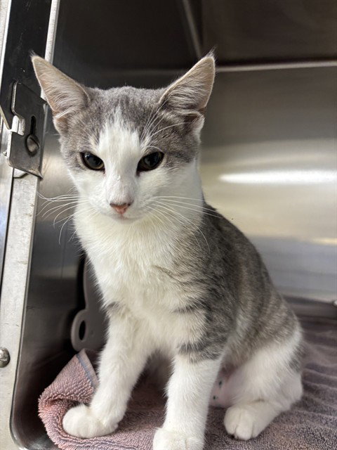 NURI, a cat for adoption from Fremont (Tricity) Animal Shelter