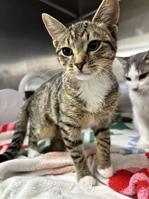 MIU, a cat for adoption from Fremont (Tricity) Animal Shelter