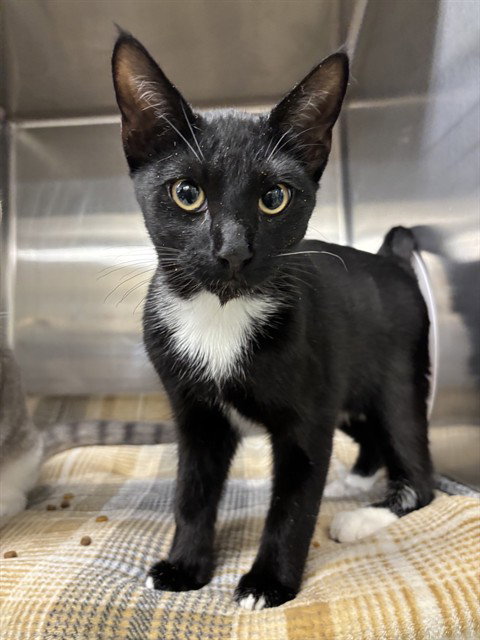 SPHINX, a cat for adoption from Fremont (Tricity) Animal Shelter