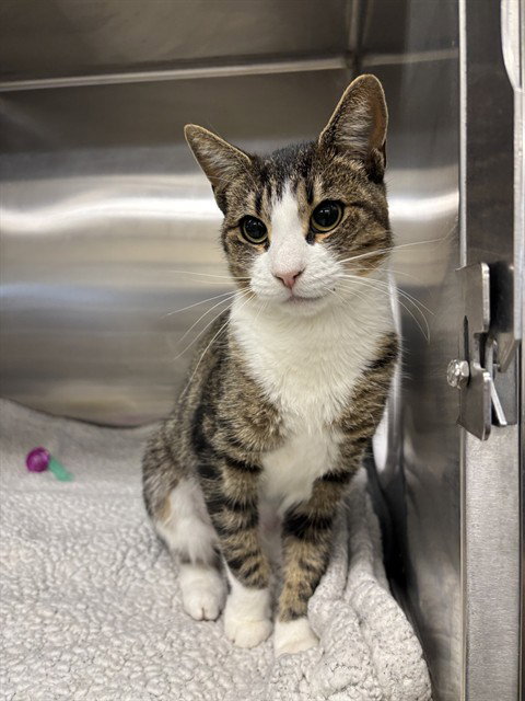 KIKI, a cat for adoption from Fremont (Tricity) Animal Shelter