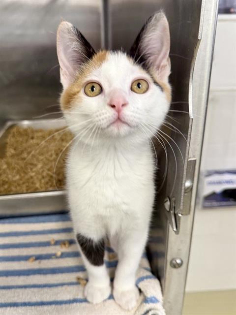 DOLLY, a cat for adoption from Fremont (Tricity) Animal Shelter