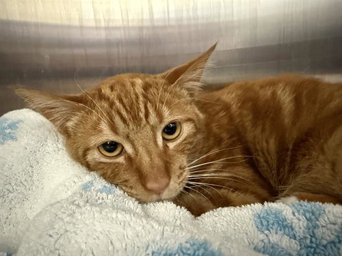 EGG YOLK, a cat for adoption from Fremont (Tricity) Animal Shelter