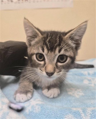 TIGER, a cat for adoption from Fremont (Tricity) Animal Shelter